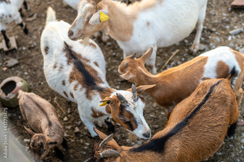 Goats and small kids on a farm in the Urdaibai marshes, a Bizkaia biosphere reserve next to Mundaka. Basque Country © unai