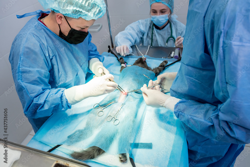 Veterinarian surgeons in operating room doing cat neutering Veterinarian surgeons in operating room doing cat neutering