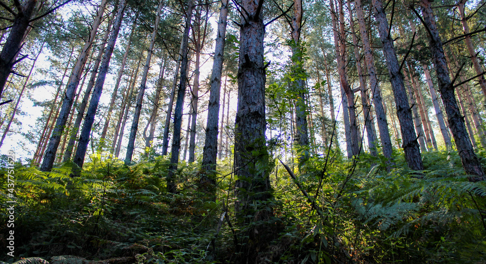 Obraz premium Coniferous forest in the morning. Sunshine passes through branches and trees in the forest. Healed forest with plants and ferns.