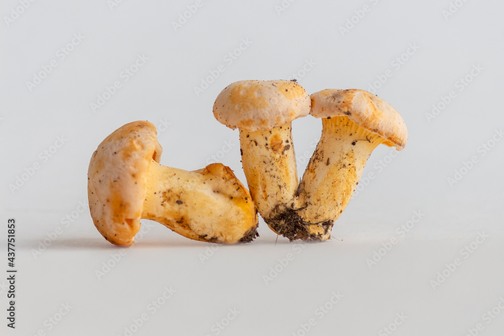 Group of small golden chanterelle (Cantharellus cibarius) mushrooms, also known as girolle, lies in line on white background. Mushrooms covered with some soil. Selective focus. Mycology theme. Group of small golden chanterelle (Cantharellus cibarius) mushrooms, also known as girolle, lies in line on white background. Mushrooms covered with some soil. Selective focus. Mycology theme.