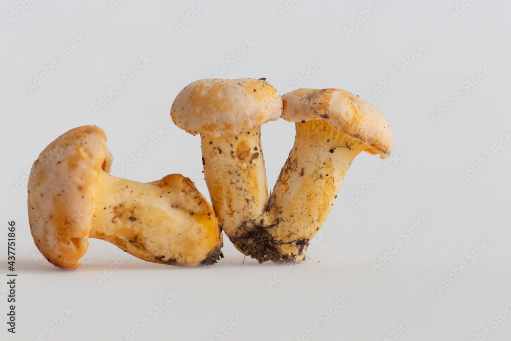 Group of small golden chanterelle (Cantharellus cibarius) mushrooms, also known as girolle, lies in line on white background. Mushrooms covered with some soil. Selective focus. Mycology theme. Group of small golden chanterelle (Cantharellus cibarius) mushrooms, also known as girolle, lies in line on white background. Mushrooms covered with some soil. Selective focus. Mycology theme.