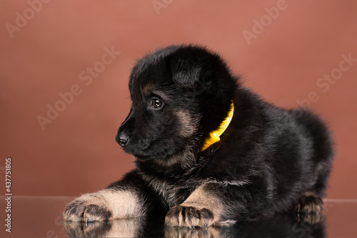 puppy east european shepherd german shepherd lies studio portrait on brown background © Anya