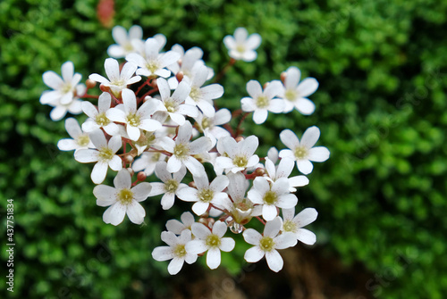 Photography Great alpine rockfoil in flower
