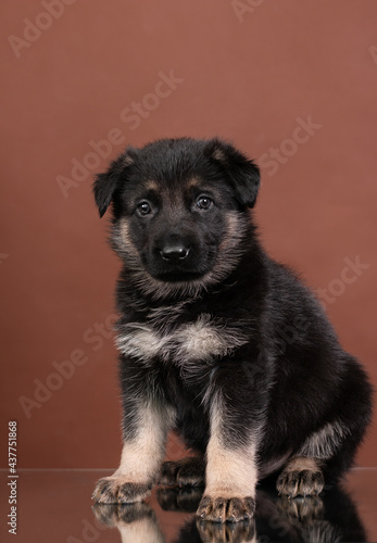 puppy east european shepherd german shepherd sitting studio portrait on brown background