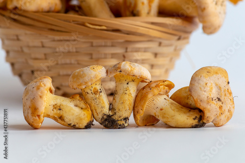 Group of small golden chanterelle (Cantharellus cibarius) mushrooms, also known as girolle, lies in line on white background. Blurred basket of mushrooms in the background. Mycology theme.