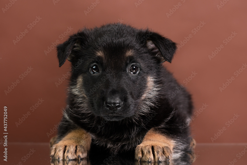 puppy east european shepherd german shepherd lies studio portrait on brown background puppy east european shepherd german shepherd lies studio portrait on brown background