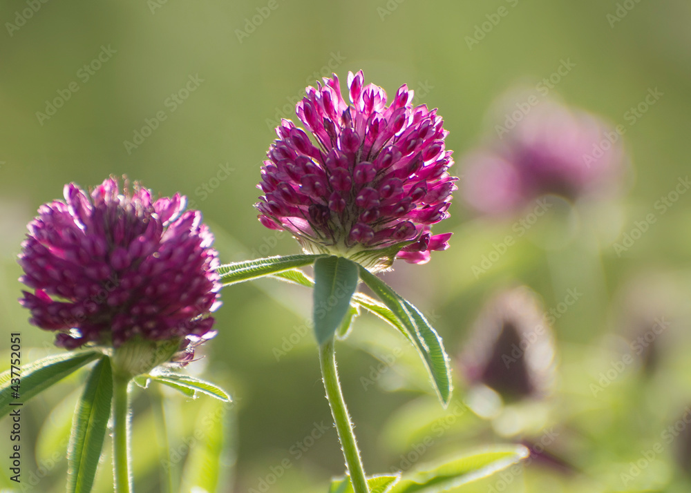 Wild meadow plants. Large flowers of clover (Trifolium). Wild meadow plants. Large flowers of clover (Trifolium).