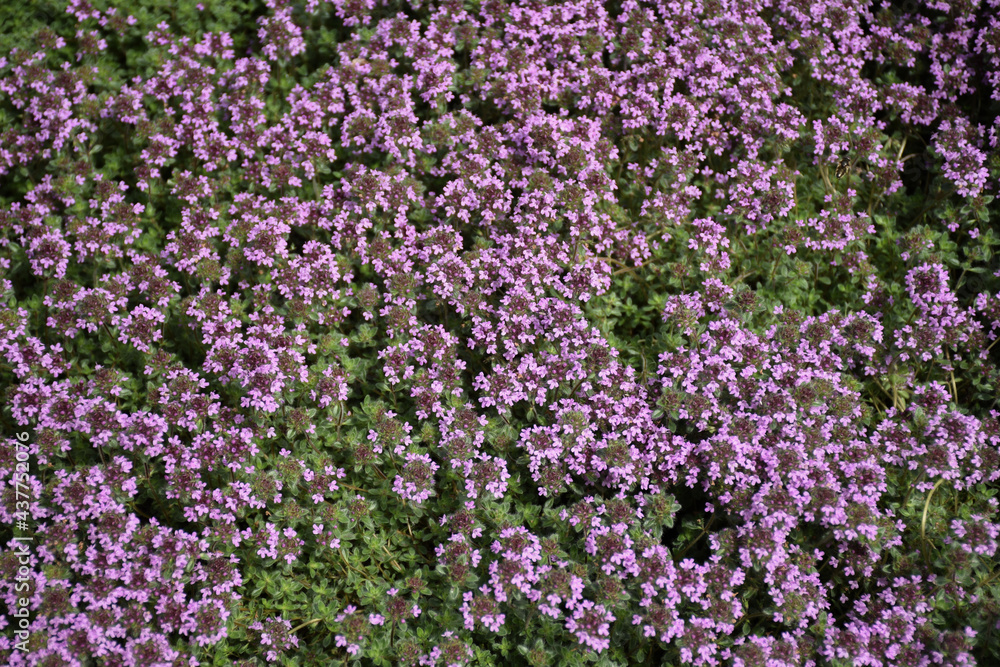 Blooming thyme. Ground cover. Lilac glade