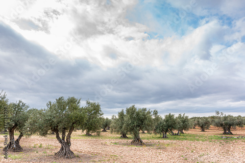 Landscape of olive trees in the countryside with cloudy sky