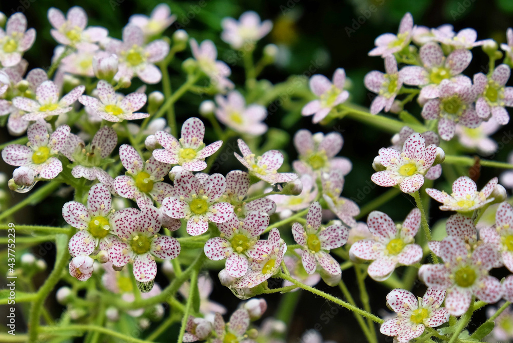 Tiny white flowers of Saxifraga 'orientalis ' in bloom Tiny white flowers of Saxifraga 'orientalis ' in bloom