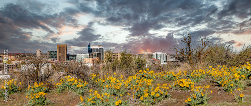 Wild flowers and Boise skyline at sunset