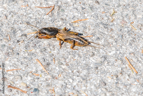 mole cricket - jar worm - Maulwurfsgrille