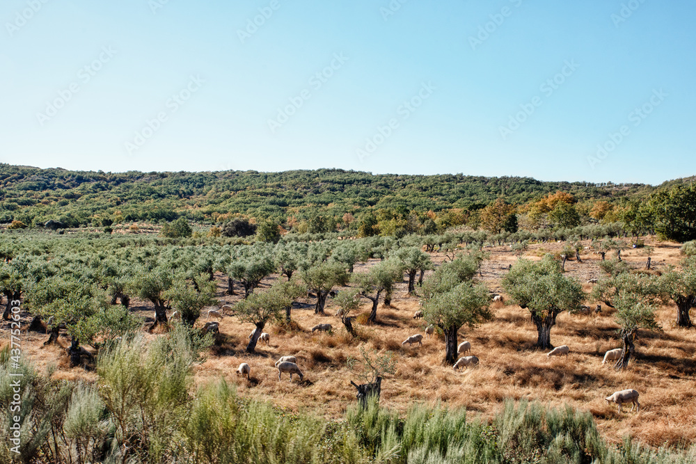 Sheep grazing in the olive grove Sheep grazing in the olive grove
