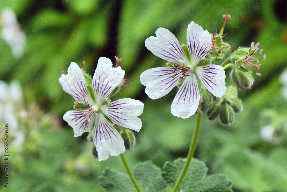 White and purple Geranium renardii in flower White and purple Geranium renardii in flower
