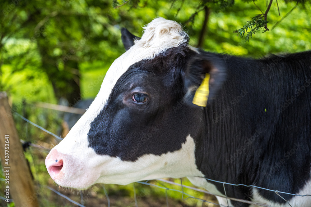 black and white cow black and white cow