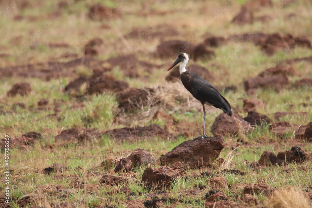 white-necked stock white-necked stock