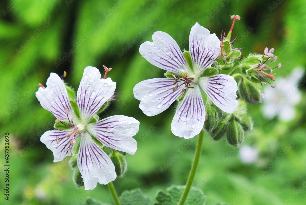 White and purple Geranium renardii in flower White and purple Geranium renardii in flower