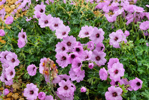 Hardy pink Geranium cinereum 'Ballerina' in flower photo