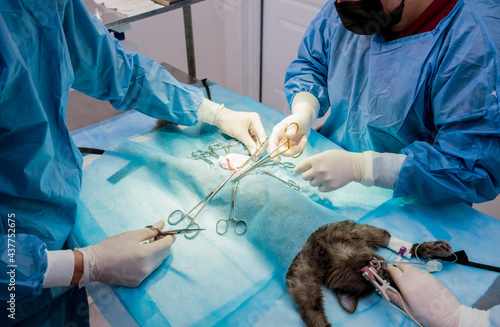 Fototapeta Naklejka Na Ścianę i Meble -  Veterinarian surgeons in operating room doing cat neutering