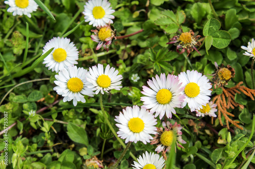 A group of beautiful daisy flowers on the lawn. Lawn daisy. Bellis perennis. photo