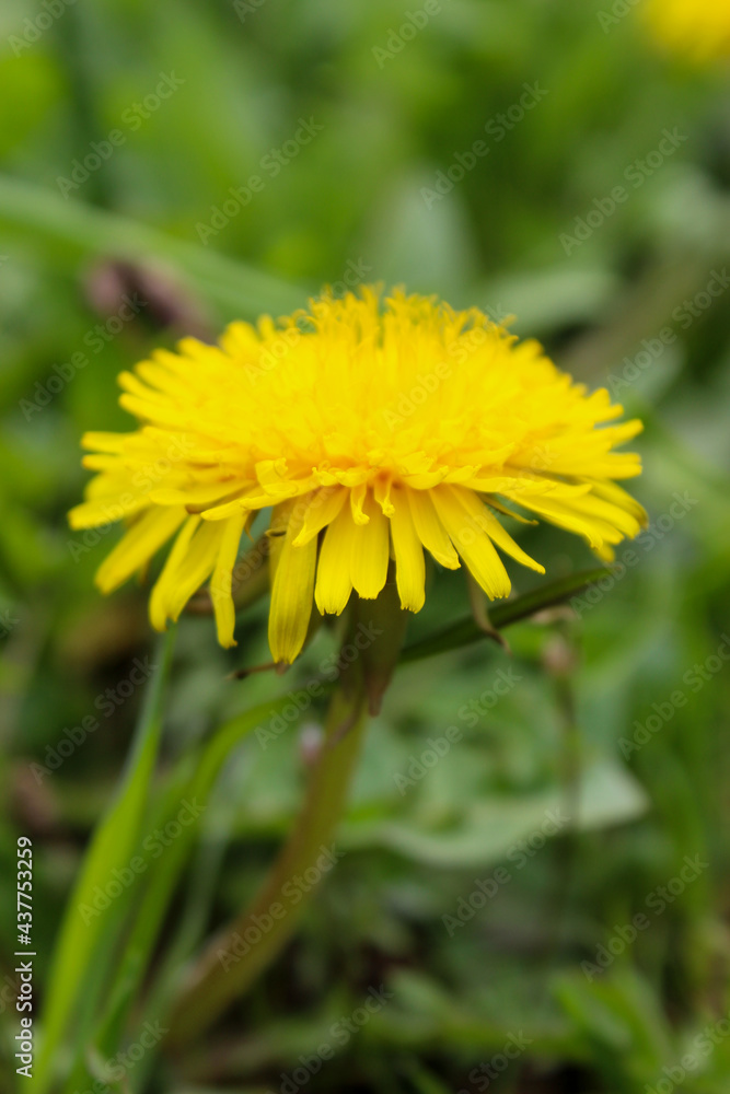 Yellow dandelion flower up close. Yellow dandelion flower among the grass. Taraxacum officinale, the dandelion or common dandelion. Yellow dandelion flower up close. Yellow dandelion flower among the grass. Taraxacum officinale, the dandelion or common dandelion.