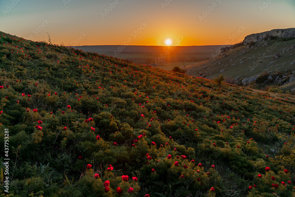 Wild peony is thin leaved Paeonia tenuifolia, in its natural environment against the sunset. Bright decorative flower, popular in garden landscape design selective focus