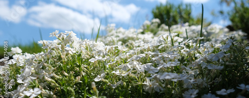 Panel kuchenny z motywem kwiaty na tle nieba