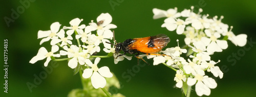 Panel kuchenny z motywem arge ochropus 1