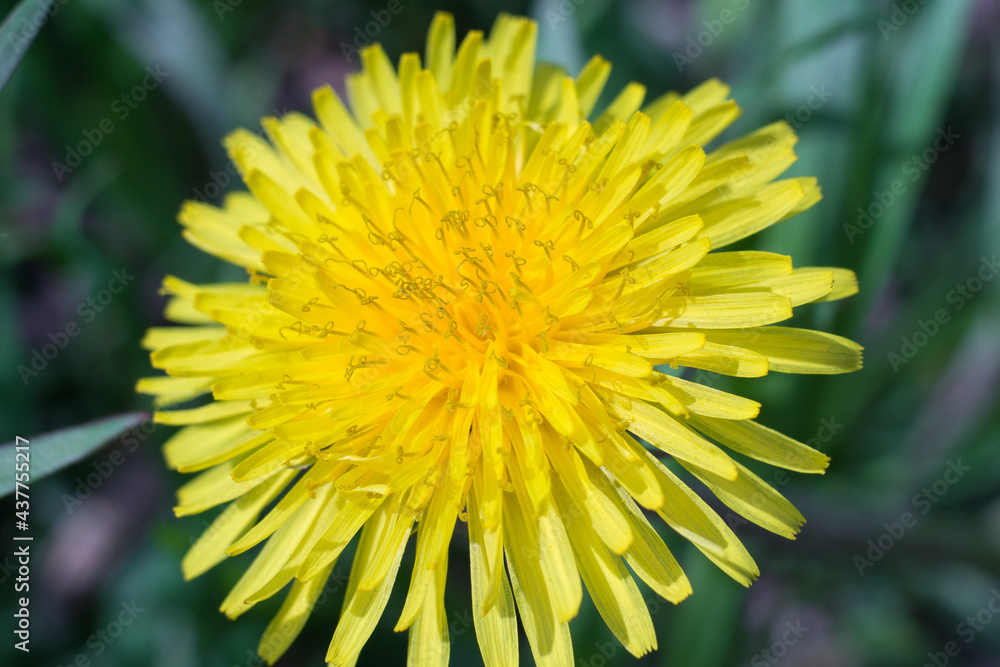 yellow dandelion flower yellow dandelion flower