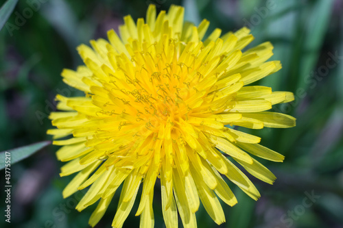 yellow dandelion flower