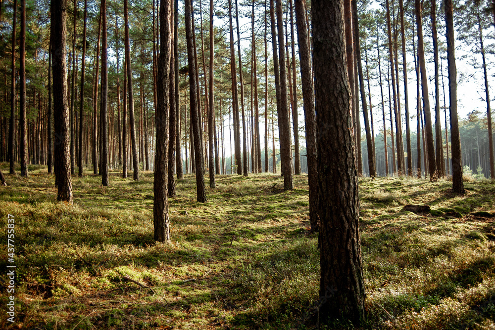 Obraz premium Zachód słońca w lesie