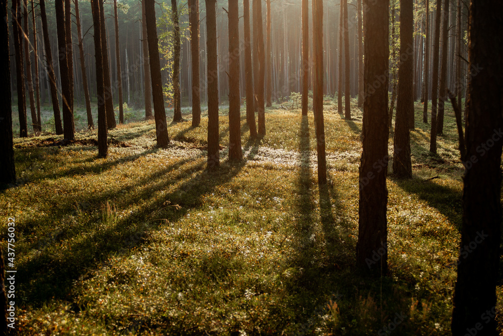 Naklejka premium Zachód słońca w lesie