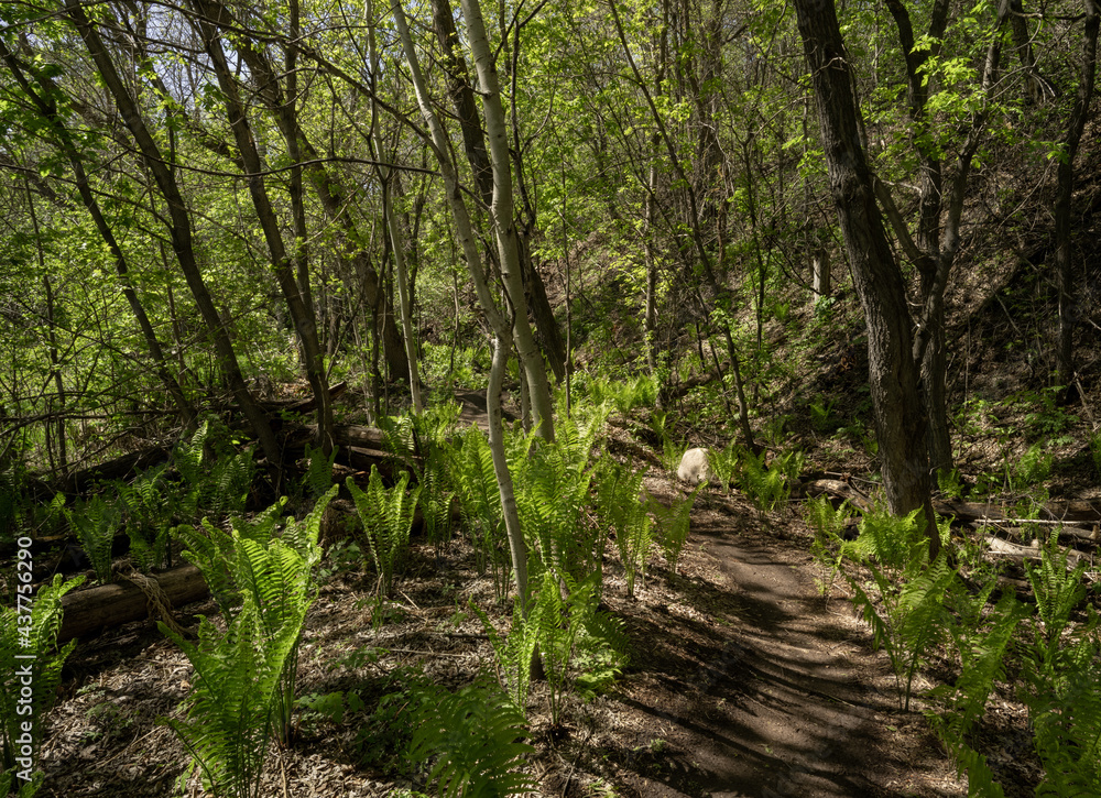 Dirt hiking trail winding through a mixed forest with ferns. Sunlight comes through the trees.
Dirt hiking trail winding through a mixed forest with ferns. Sunlight comes through the trees.
