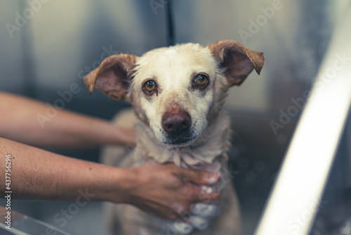 Fototapeta Naklejka Na Ścianę i Meble -  Perro en la bañera en peluquería canina