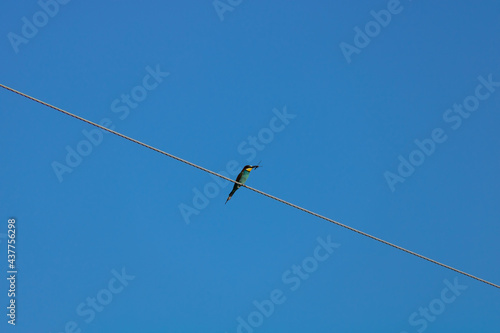 European bee-eater bird (Merops apiaster) sits on a power line wire against a blue sky. In the mouth of the bird, the prey is a dragonfly.