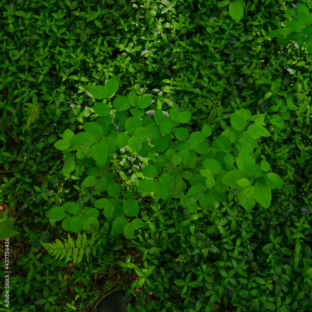Obraz premium green leaves background