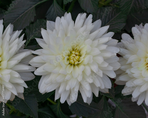 leafy white flower with medium-sized green leaves