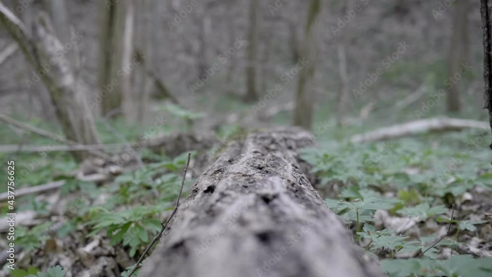 Ray of sunshine illuminates a small plant in the woods. Slow motion 4K Ray of sunshine illuminates a small plant in the woods. Slow motion 4K