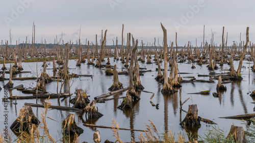 The Peenetalmoor Nature Reserve near Anklam, Mecklenburg-Western Pomerania, Germany