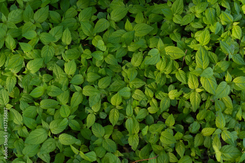 Wallpaper Mural forest green leaves background Torontodigital.ca