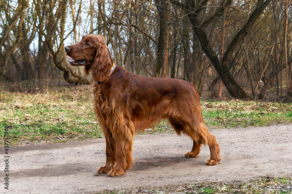 Beautiful, shiny red Irish Setter stands on the track among trees spring