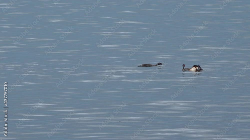 The common shelduck (Tadorna tadorna), female duck with chicks swims in the lake The common shelduck (Tadorna tadorna), female duck with chicks swims in the lake
