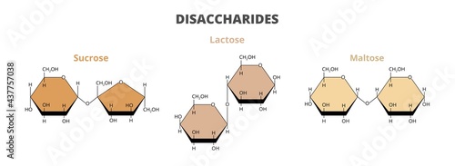 2D vector set, the molecular structure of the dietary disaccharides – sucrose, lactose, maltose molecules composed of glucose, fructose, galactose isolated on white. Double sugars, carbohydrates. photo