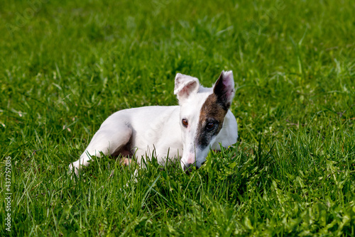 Dog breed smooth-haired fox terrier lying on the grass on open air in of Park in summer or in the spring.