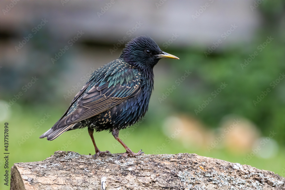 Side view of young starling bird stood on wooden branch with out of focus background. Side view of young starling bird stood on wooden branch with out of focus background.
