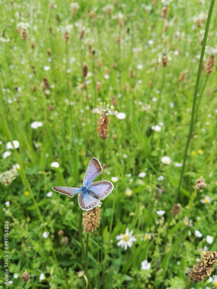 lilac butterfly lilac butterfly