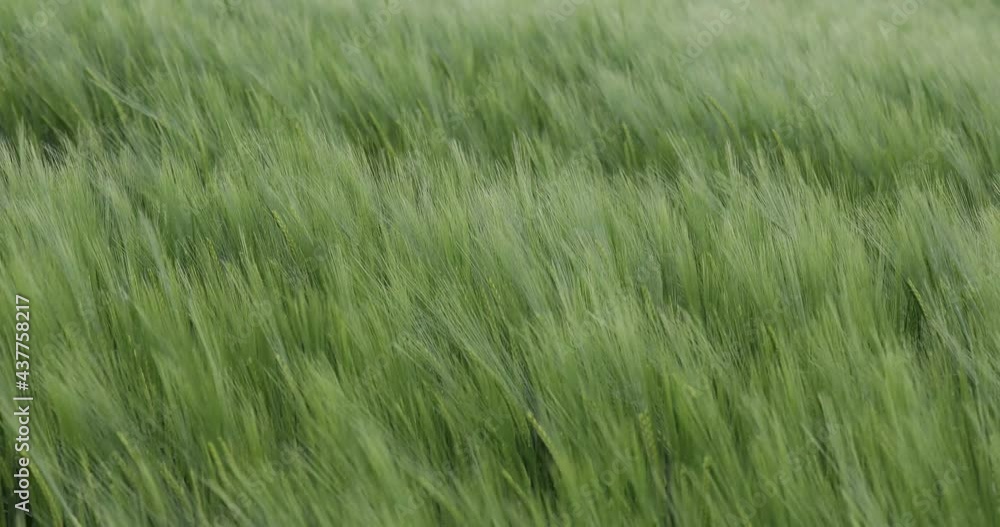 green wheat field in the wind green wheat field in the wind
