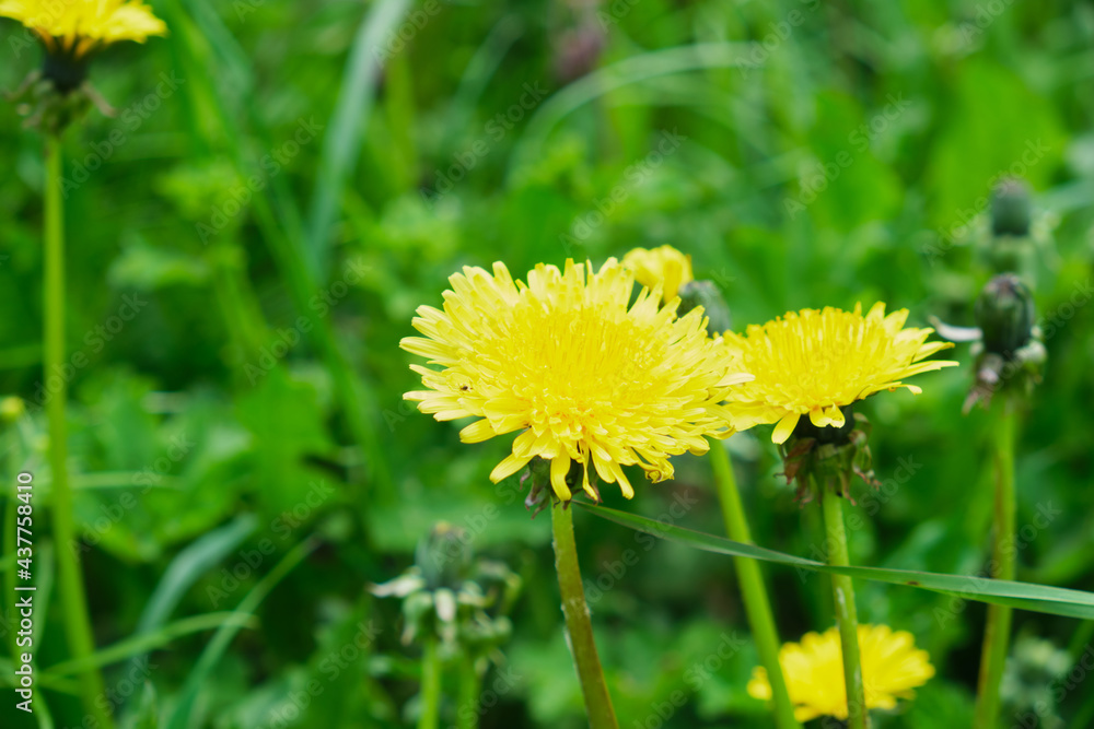 yellow dandelions in meadow at summer, field of flowers yellow dandelions in meadow at summer, field of flowers