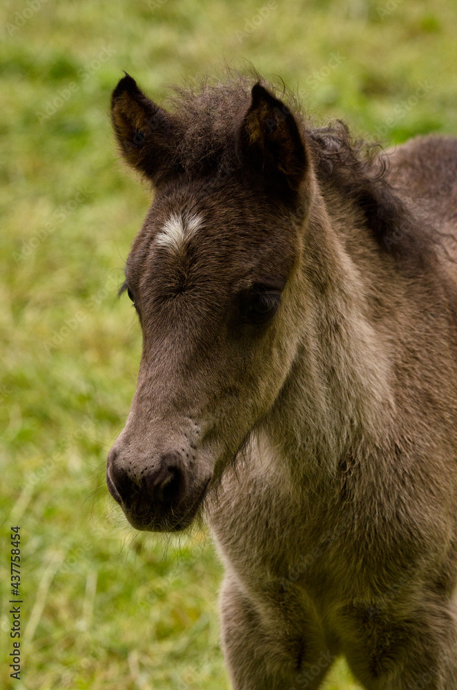 A portait of a cute sweet grey foal of an icelandic hortse
