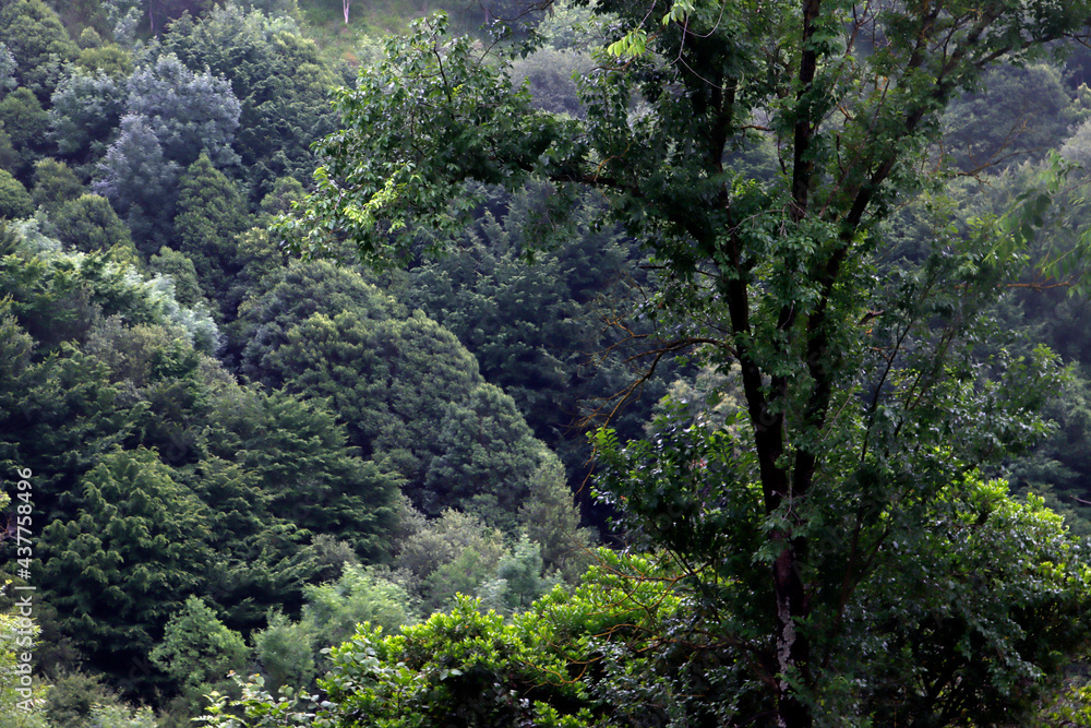 Forest in the evening